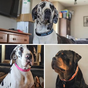 K&ouml;nnte beinhalten: Drei Hunde mit Halsb&auml;ndern. Der obere Hund ist eine Deutsche Dogge mit einem schwarz-wei&szlig; gefleckten Fell, die ein schwarzes Halsband mit "LUNA ROSE" in Wei&szlig; tr&auml;gt. Der Hund unten links ist eine Deutsche Dogge mit einem rosa Halsband mit der Aufschrift "VADA L". Der Hund unten rechts ist ein Rottweiler mit einem orangefarbenen Halsband.