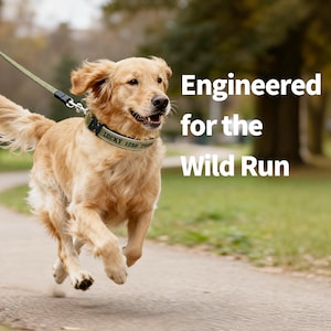 K&ouml;nnte beinhalten: Ein Golden Retriever-Hund, der auf einem Pfad rennt und einen gr&uuml;nen Kragen mit dem Text "LUCKY 1236 769" tr&auml;gt. Der Hund ist an einer gr&uuml;nen Leine befestigt. Das Bild enth&auml;lt den Text "Engineered for the Wild Run".