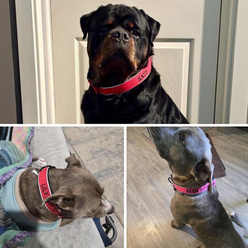 K&ouml;nnte beinhalten: Drei Hunde mit personalisierten roten und rosa Halsb&auml;ndern. Der Rottweiler hat ein rotes Halsband mit dem Namen "RARE" in Wei&szlig;. Die anderen beiden Hunde haben rote und rosa Halsb&auml;nder mit Namen und Nummern.