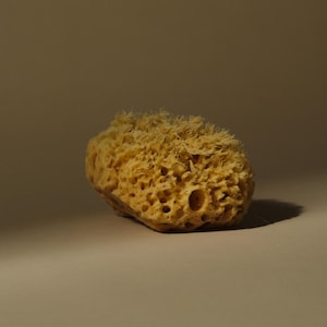 Natural Sea Sponge
