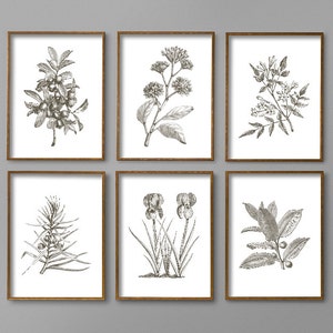 Botanical Prints Botanical Print Set Botanical Art Botanical Wall Art Botanical Art Prints Kitchen Decor Kitchen Wall Art Wall Art image 2