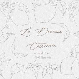 Citron et fleurs Clipart - fruits et fleurs croquis dessinés à la main Floral numérique PNG - gris bleu et vert pour les menus d'invitation de mariage, etc.