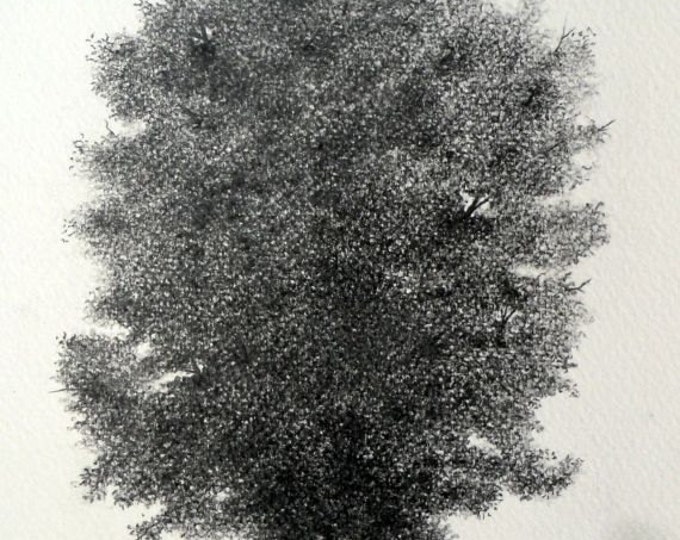 Nutmeg Hickory Tree Pencil Drawing Etsy