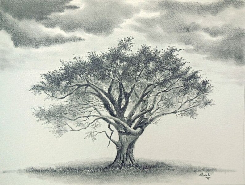 Whistling Thorn Acacia Tree Graphite Drawing Etsy