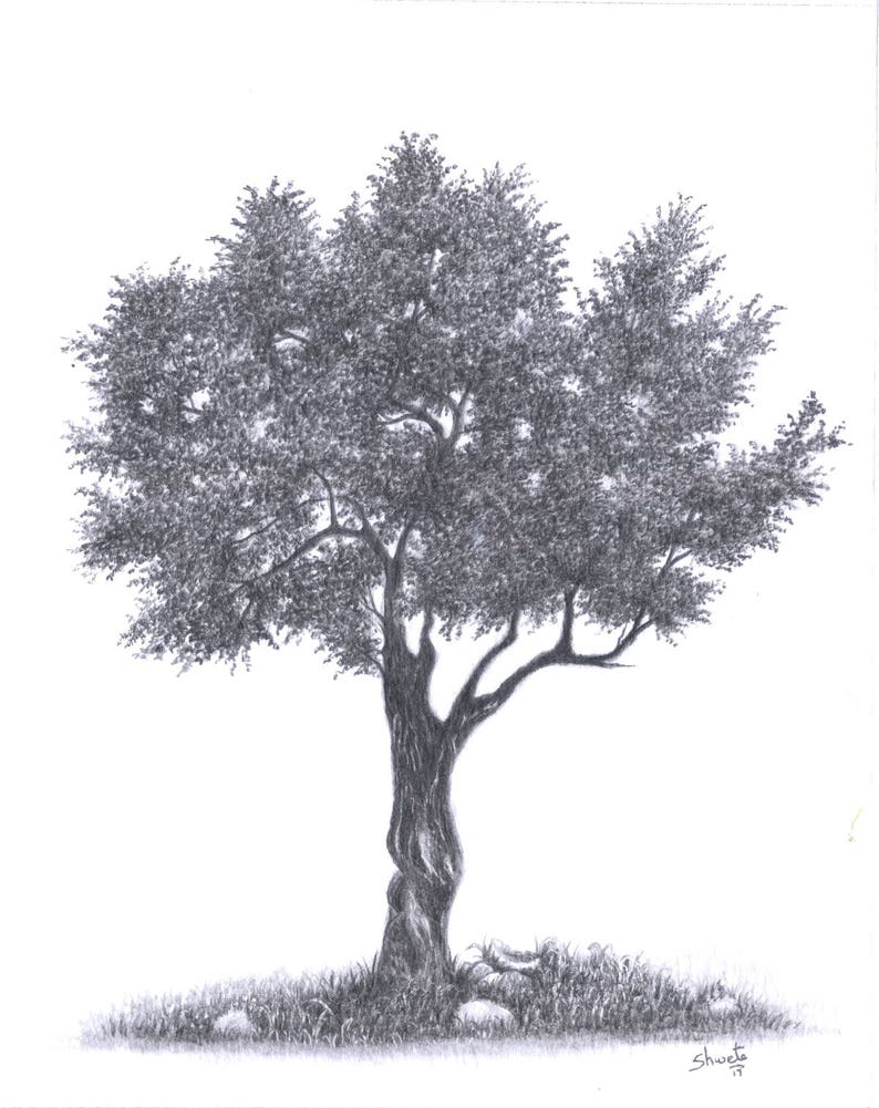 Olive Tree Drawing Pencil Art & Collectibles