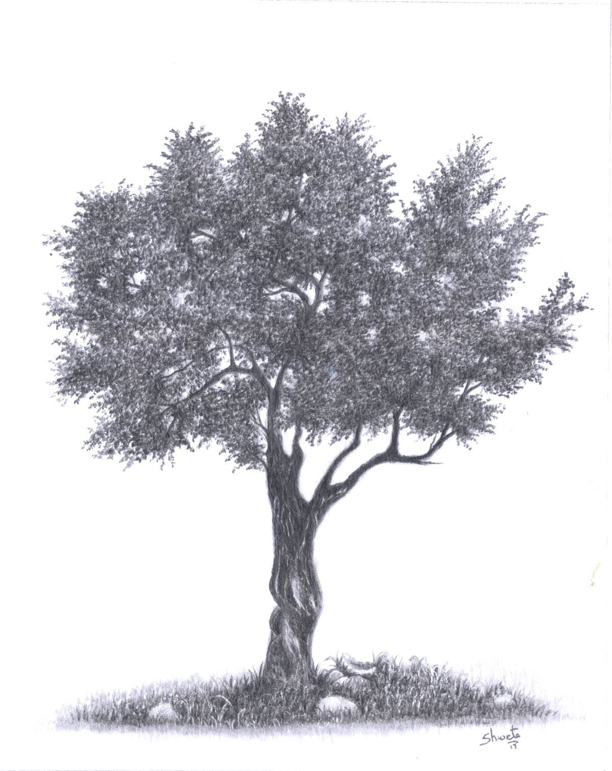 Olive Tree Drawing | Etsy