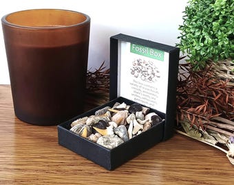 Fossil Box Selection: 40+ Shark Teeth Ammonites Brachiopods Gastropods Sea Urchin in Presentation Box