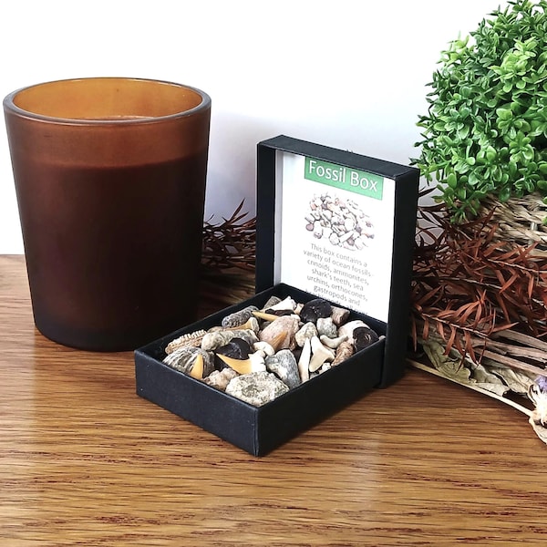 Äkta fossilbox-urval: 40+ hajtänder, ammoniter, brachiopoder och mer i presentförpackning