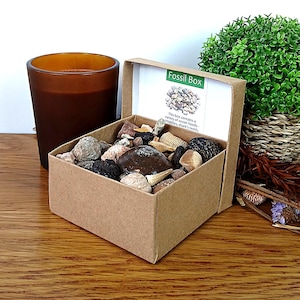 Può includere: Una piccola scatola di cartone aperta, etichettata "Fossil Box", riempita con vari fossili, ciottoli e conchiglie. Una candela marrone e una piccola pianta verde in un cestino intrecciato sono sullo sfondo. La scatola contiene fossili marini.