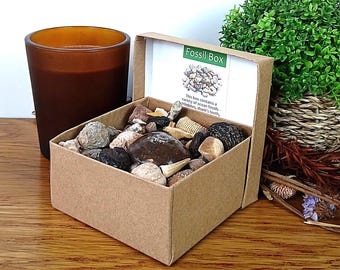 100% Genuine Large Fossil Selection Gift Box: 80+ Trilobite Ammonites Shark Teeth + More