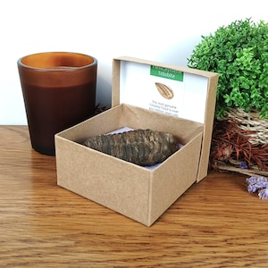 Puede incluir: Una caja de cartón marrón con un fósil etiquetado como "Hexalymene Trilobite". También se ven una vela marrón en un tarro de cristal y una pequeña planta verde en una cesta tejida. El fósil tiene más de 450 millones de años.
