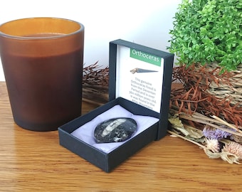 Authentic Orthoceras Nautiloid Fossil 50 x 30mm in Presentation Box
