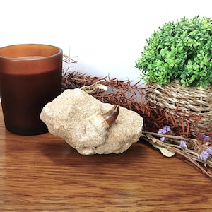 Diente de mosasaurio fosilizado 100 % genuino y raíz parcial en roca original de 100 mm