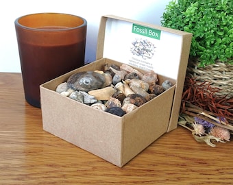 May include: A square brown cardboard box filled with various small ocean fossils, including shells and shark teeth. The inside lid features a green label with the text Fossil Box and a graphic illustration of fossils with descriptive text.