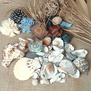 May include: A collection of assorted seashells and dried botanical elements including a pinecone, blue and cream flowers, brown seed pods, and dried grasses. The seashells vary in size, shape, and colour, featuring white, tan, and grey tones.