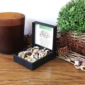 Fossil Box Selection 40 Shark Teeth Ammonite Brachiopod Gastropod Crinoids Sea Urchin Orthocones in Presentation Box