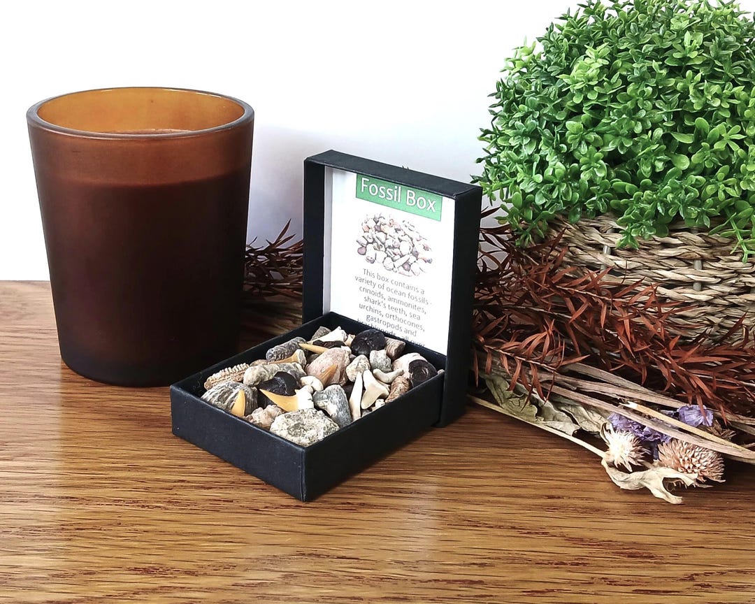 Plasmidsaurus Collection Box Authentic Fossil Box Selection: 40+ Shark Teeth Ammonites Brachiopods ...