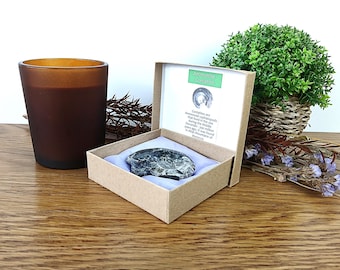 Authentic Goniatite Ammonite Polished Fossil 50mm in Presentation Box