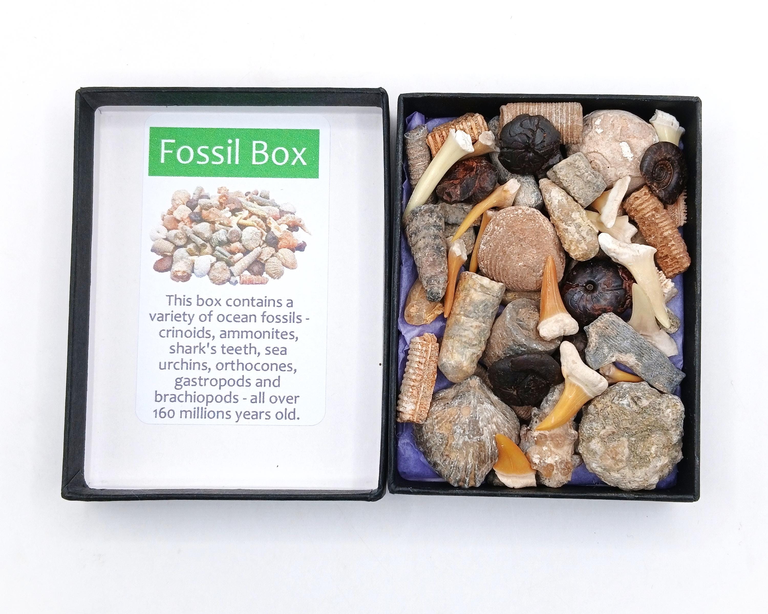Fossil Box Set Authentic Fossil Box Selection: 40+ Shark Teeth Ammonites Brachiopods ...