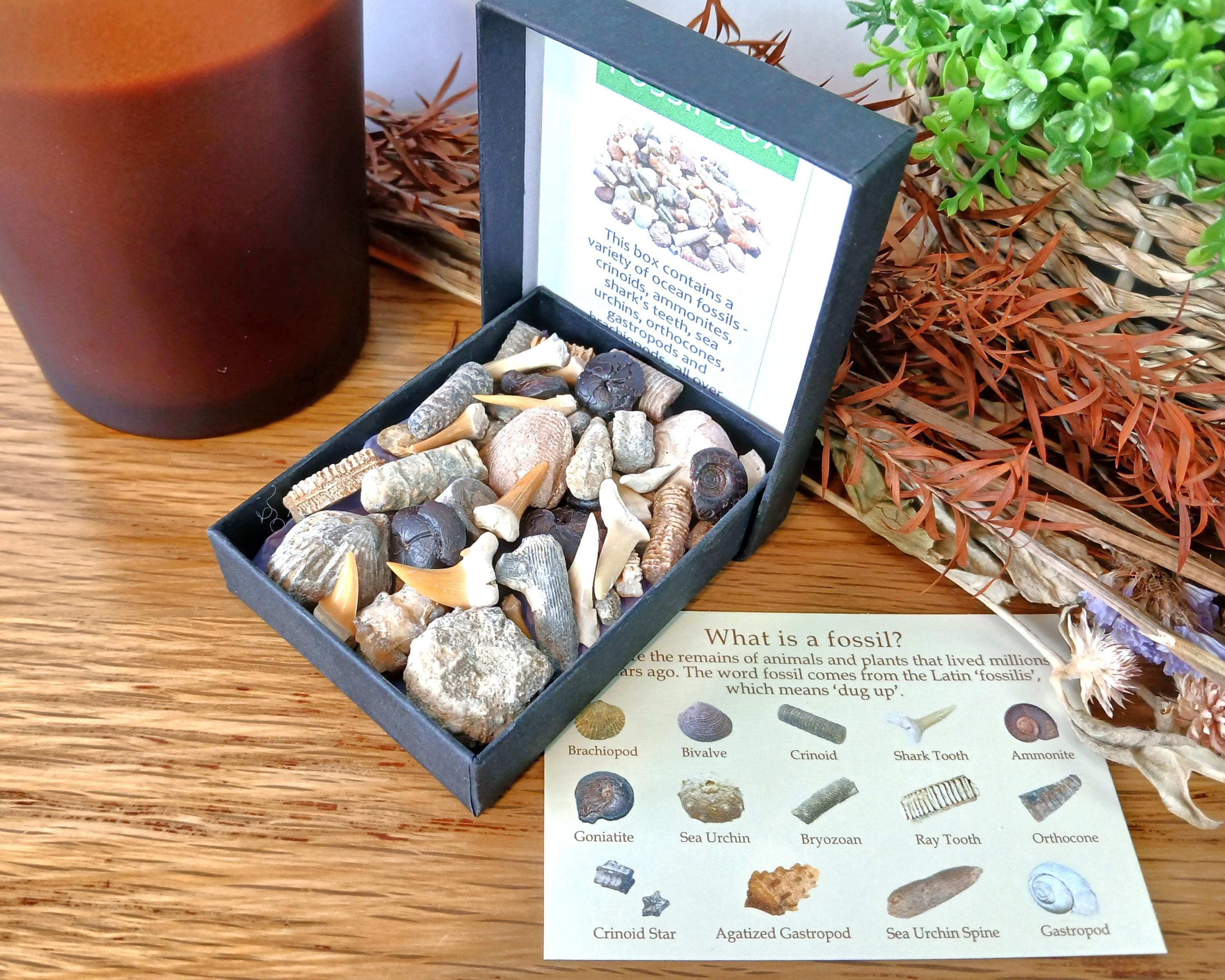 Fossil Box Set Authentic Fossil Box Selection: 40+ Shark Teeth Ammonites Brachiopods ...
