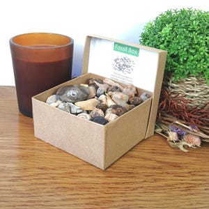 Large Fossil Selection: 80+ Shark Teeth Ammonite Mosasaur Trilobite Sea Urchin in Presentation Box