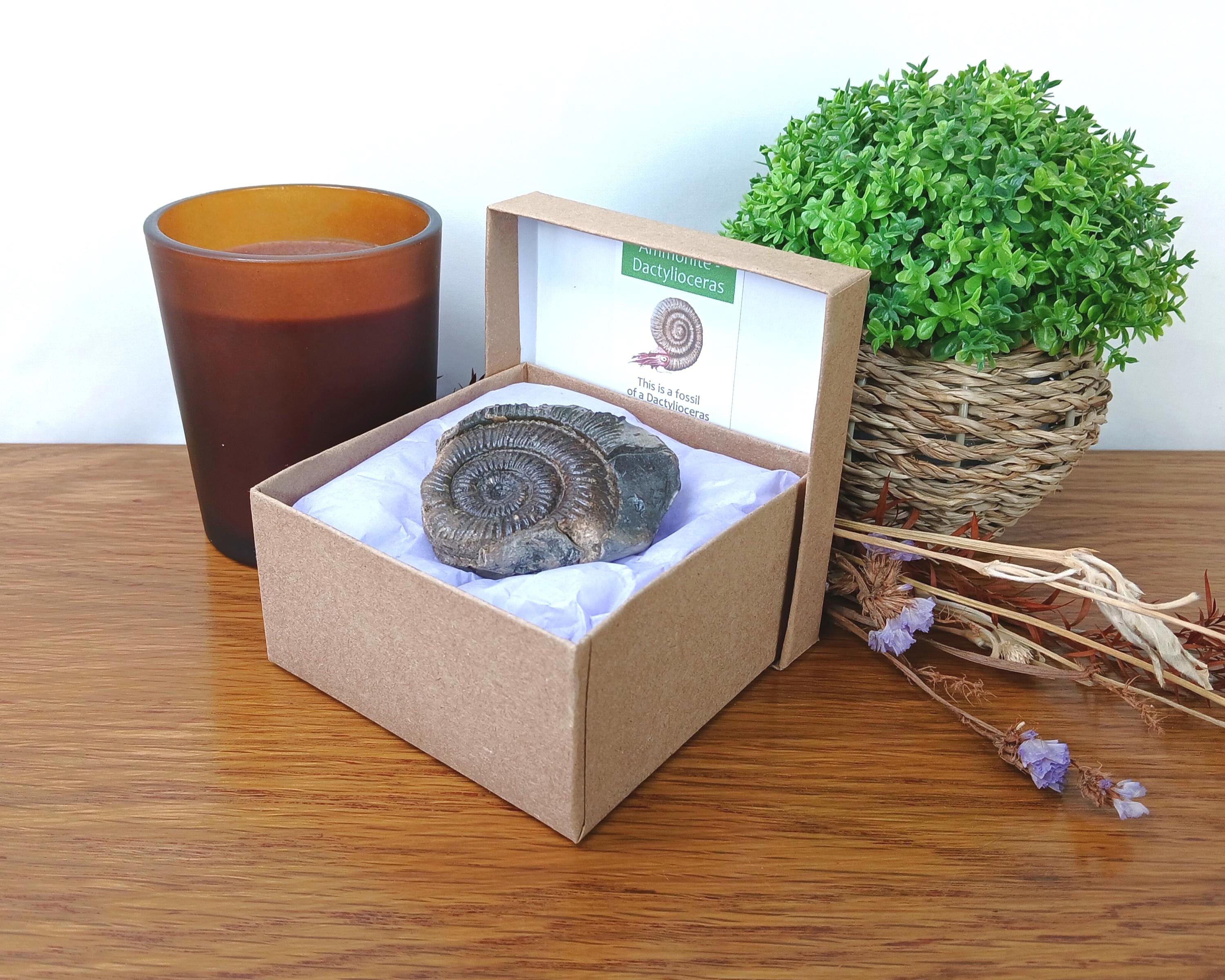 Dactylioceras - Etsy 日本