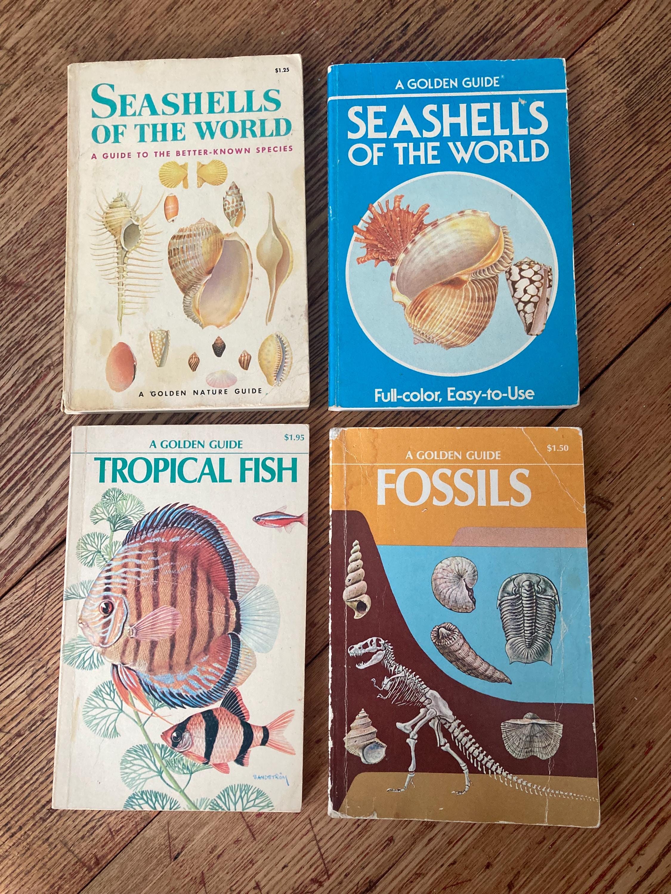 Vintage Seashell Book - Etsy