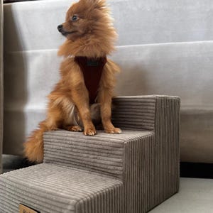 May include: A small, fluffy, orange dog wearing a burgundy harness sits on a three-step pet staircase. The staircase is covered in a corduroy fabric in a neutral gray color. The dog is looking to the side.