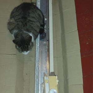 May include: A gray and white tabby cat sits inside a cardboard box, looking down at a knitting machine. The machine is silver and yellow, with a dial and a series of needles. The box is beige and sits on a red floor.