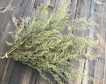 Dried natural bunch of Sweet Annie