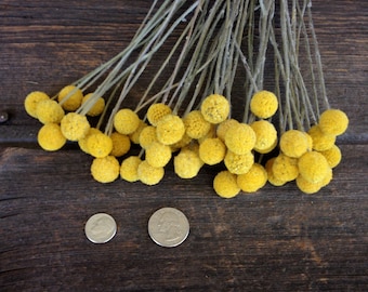 Craspedia, Billy Buttons,Drumstick Flower, Billy Balls, 50 medium