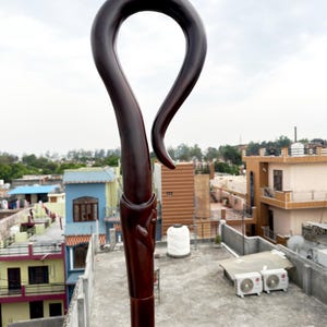 May include: A dark brown wooden walking cane with a curved handle. The cane has a smooth, polished finish and appears to be made of a single piece of wood. The handle is a distinctive, curved shape, and the cane is standing upright.