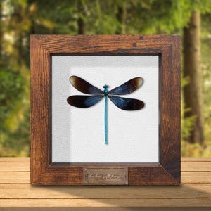 Może przedstawiać: Oprawiona ekspozycja owada, ważki. Ważka ma ciemnoniebieskie i brązowe skrzydła oraz turkusowy korpus. Drewniana rama ma ciemnobrązowe wykończenie. Mała tabliczka na dole ramy głosi "The best gift for you."