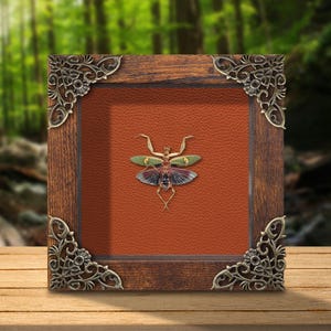 May include: A framed insect display. The wooden frame has decorative corner details. The insect is set against a rust-coloured background. The insect has green, red, and blue wings. The frame rests on a wooden surface with a blurred forest backdrop.