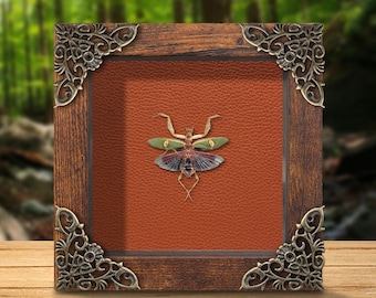 Real Mantis & Flower Mantis Specimen, Dried insect display in a black shadow box, oddity wall art and unique gift,  Gift for him