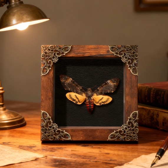 Deaths Head Hawkmoth Specimen, intricately Preserved Insect Taxidermy for Gothic Decor, Black Gothic Hanging Decor, Dark Wall Decor