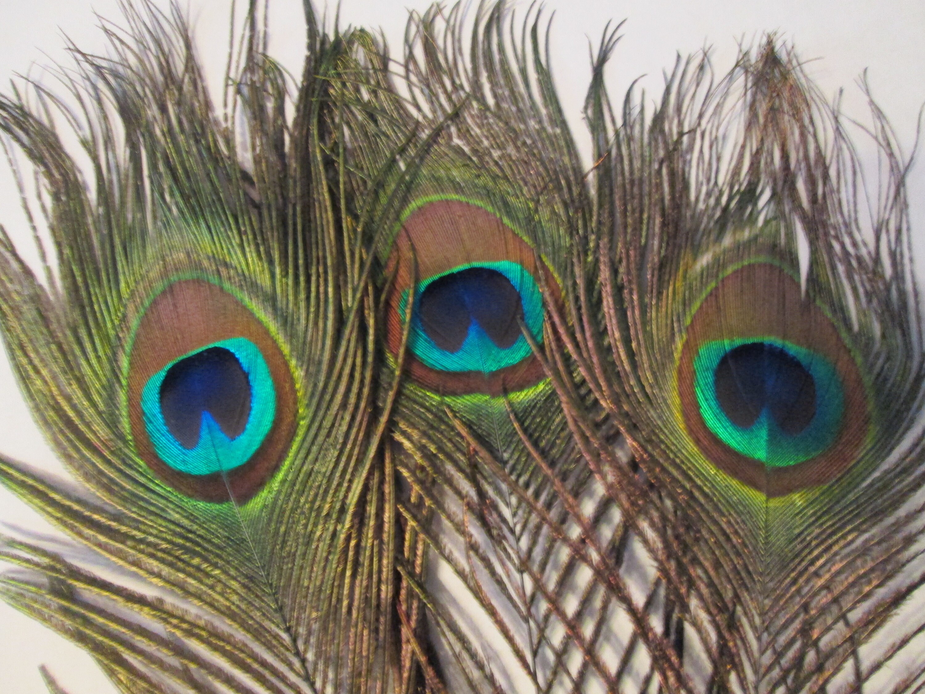 10 Large Peacock Feathers Quality CruelFree Peacock Tail Etsy