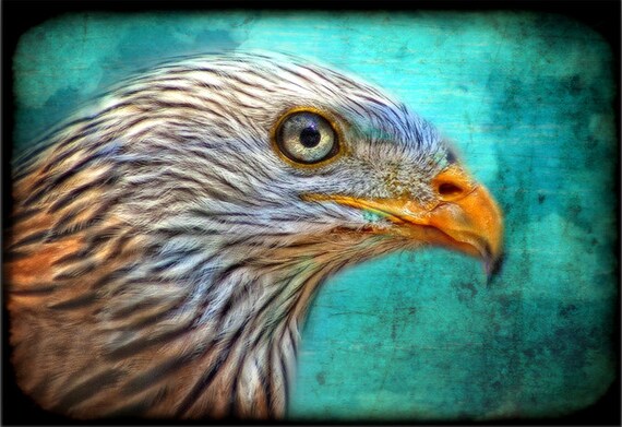 Bird raptures essay 04 image