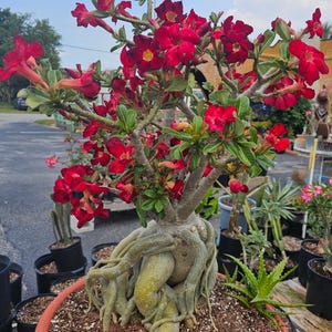 May include: A vibrant desert rose plant with bright red flowers and green leaves. The plant is in a terracotta pot, showcasing its thick, exposed roots. Other potted plants are in the background.
