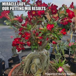 May include: A desert rose plant with a thick, exposed caudex and numerous deep red, trumpet-shaped flowers. The plant features green leaves and woody branches. Text on the image reads: MIRACLE LADY OUR POTTING MIX RESULTS Property of Maria's Garden.