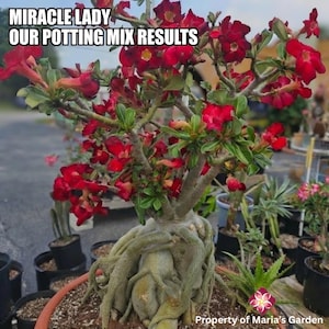 May include: A desert rose plant with a thick, exposed caudex and numerous deep red, trumpet-shaped flowers. The plant features green leaves and woody branches. Text on the image reads: MIRACLE LADY OUR POTTING MIX RESULTS Property of Maria's Garden.
