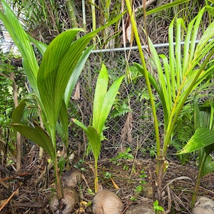 Coconut Palm Tree (3–6 ft) Selected Tropical Beauty from Natalie’s Nursery.