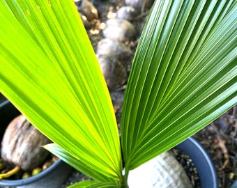 Kokospalm (1-2 ft) geselecteerde tropische schoonheid van Natalie's Nursery.