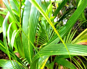 big elephant ear plants Hardy Elephant's Ear