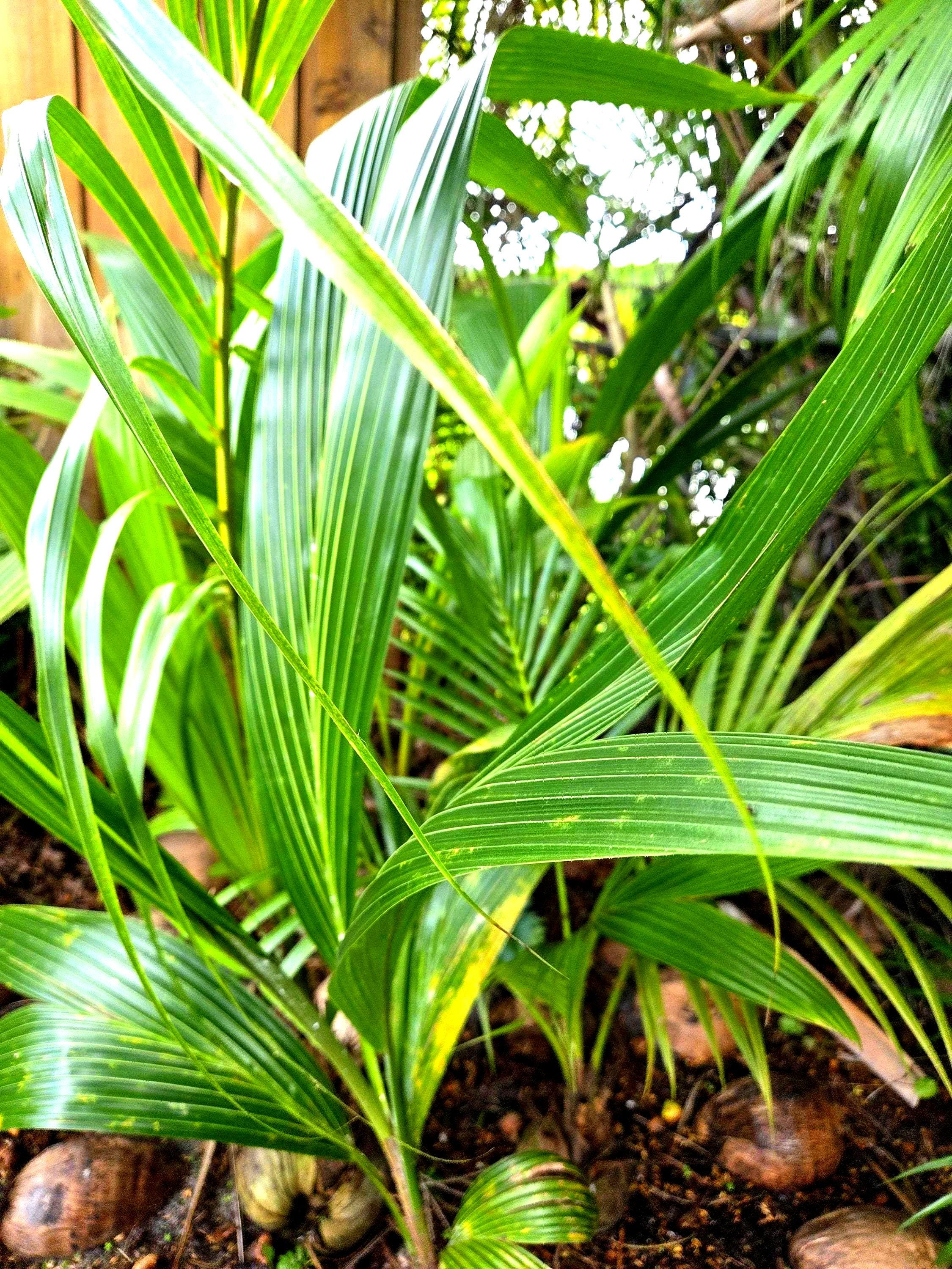 Coconut Palm Tree for Sale. Selected Tropical Beauty From Natalie's  Nursery. - Etsy