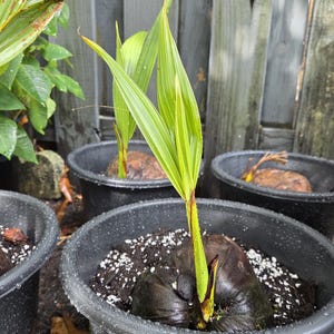 Coconut Palm Tree (1–2 ft) Selected Tropical Beauty from Natalie’s Nursery.
