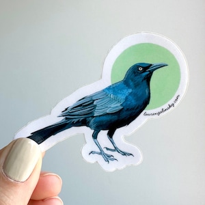 Grackle Sticker Vinyl Waterproof Austin Sticker Texas Bird Lover Gift Texas Wildlife Sticker