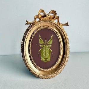 May include: A gold-colored, oval picture frame with a bow at the top. The frame holds an illustration of a green leaf insect on a dark brown background. The frame has a rope-like texture around the oval.