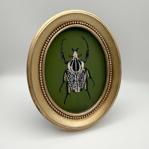 May include: An oval-shaped gold frame with a beaded inner edge containing a centered illustration of a beetle. The beetle has a black and white striped thorax and a speckled black and white wing casing set against a solid olive green background.