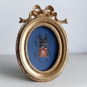 May include: A gold oval frame with a decorative bow on top. The frame contains a blue background with a detailed illustration of a brown and black beetle.